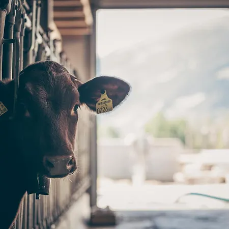 דירה Kinderbauernhof Scharrerhof *