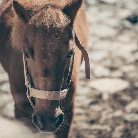 דירה Kinderbauernhof Scharrerhof