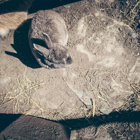 Kinderbauernhof Scharrerhof * Hollersbach im Pinzgau