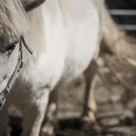 Kinderbauernhof Scharrerhof * הולרבאך איםפינצגאו