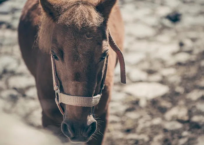 Lägenhet Kinderbauernhof Scharrerhof