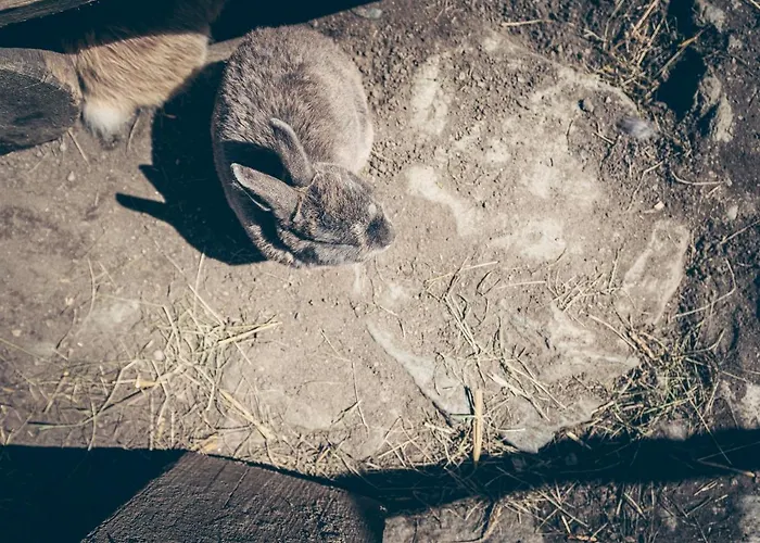 Kinderbauernhof Scharrerhof * Hollersbach im Pinzgau