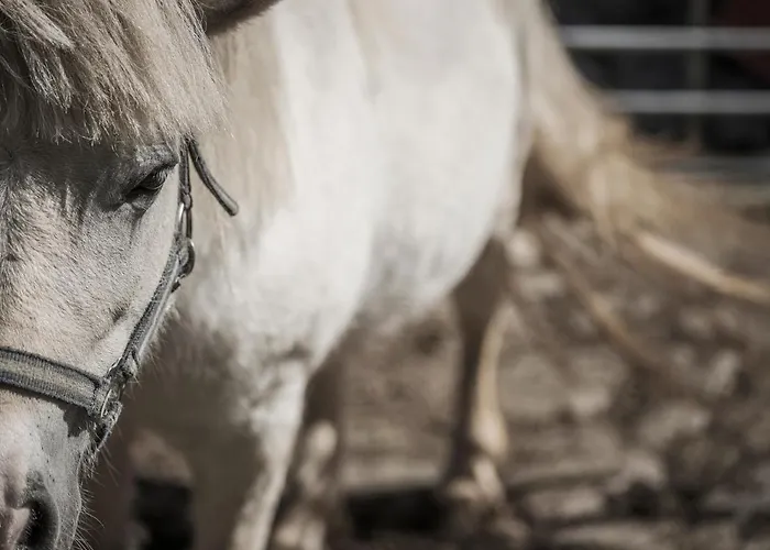 Kinderbauernhof Scharrerhof * Hollersbach im Pinzgau